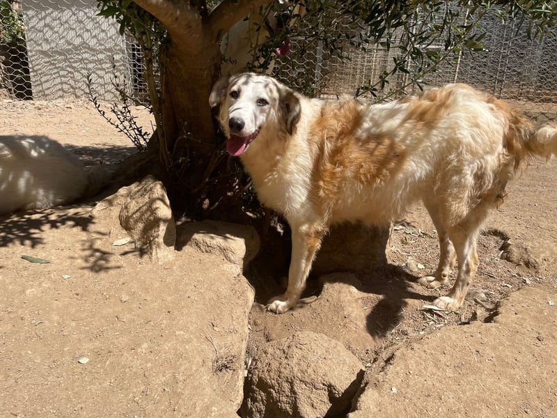 BRUNELLA - lieber Rohdiamant