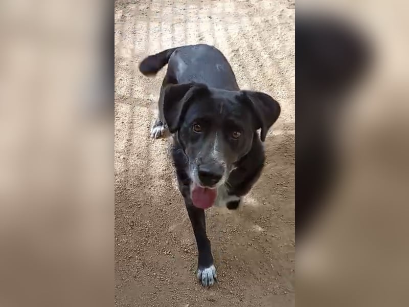 GINGER - supernette schwarze Schönheit!