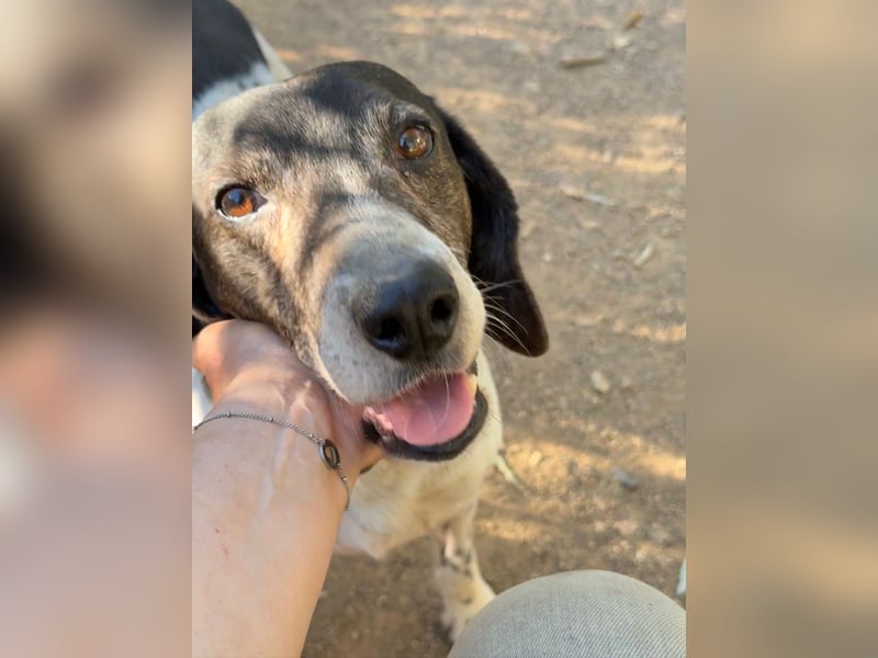 POLDO - Gnadenplatz gesucht für aussortierten Jagdhund-Opi