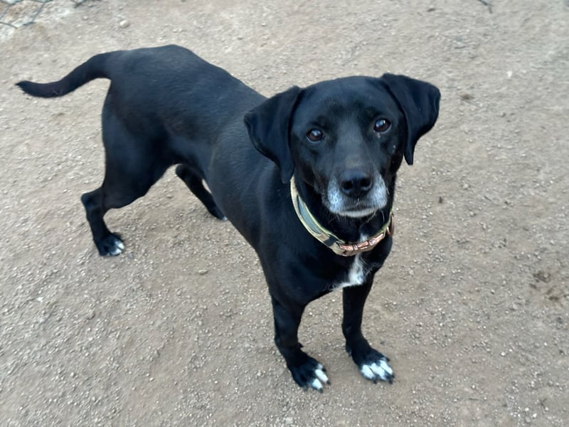 BALU - vom Sofa ins Shelter