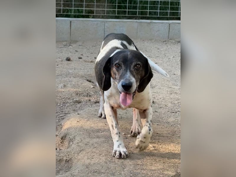 POLDO - Gnadenplatz gesucht für aussortierten Jagdhund-Opi