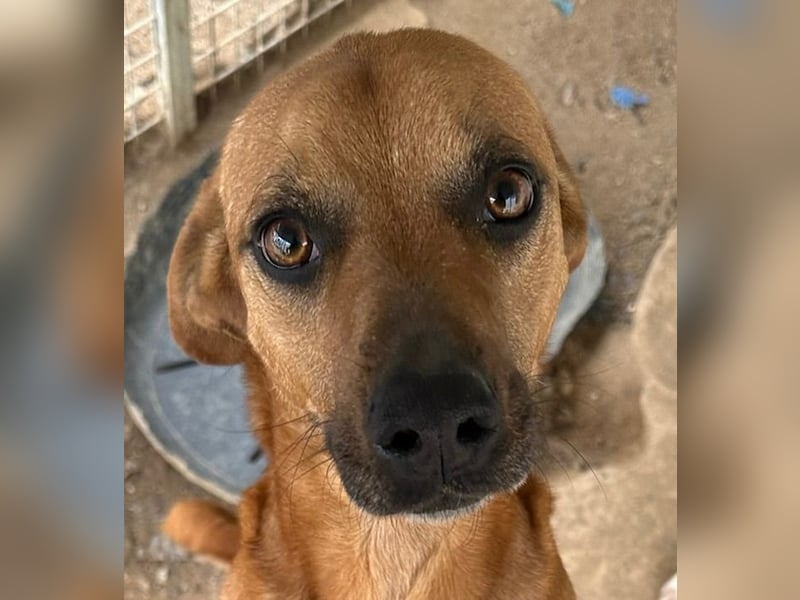 JEIK - Schau mir in die Augen, Kleines