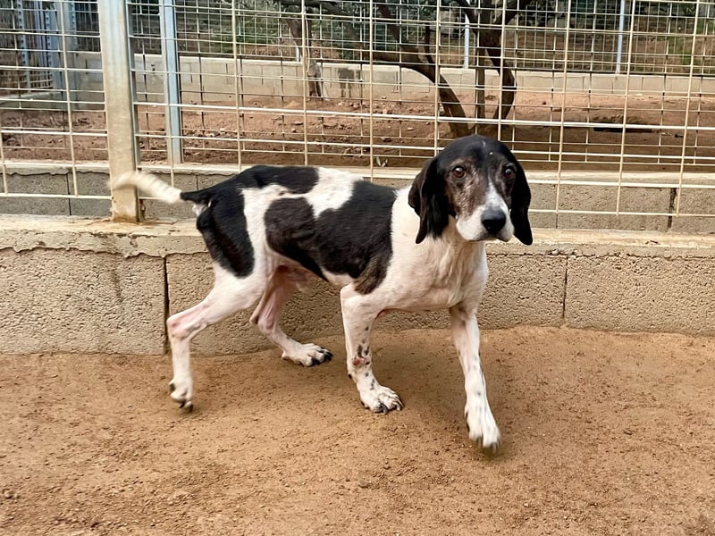 POLDO - Gnadenplatz gesucht für aussortierten Jagdhund-Opi