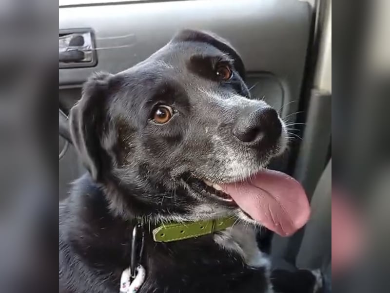 GINGER - supernette schwarze Schönheit!