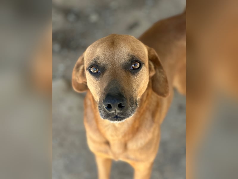 JEIK - Schau mir in die Augen, Kleines