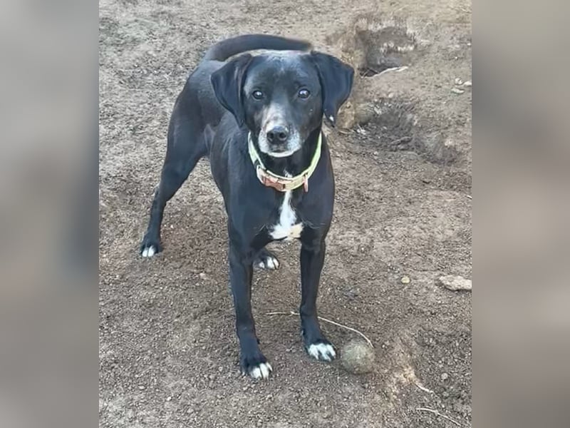 BALU - vom Sofa ins Shelter