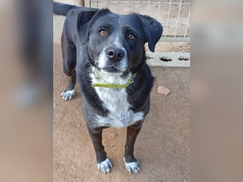 GINGER - supernette schwarze Schönheit!