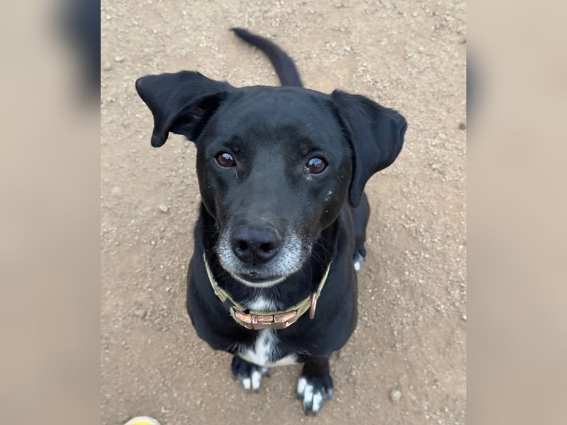 BALU - vom Sofa ins Shelter