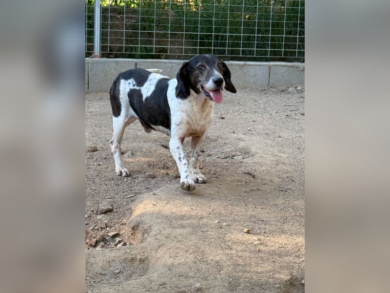 POLDO - Gnadenplatz gesucht für aussortierten Jagdhund-Opi