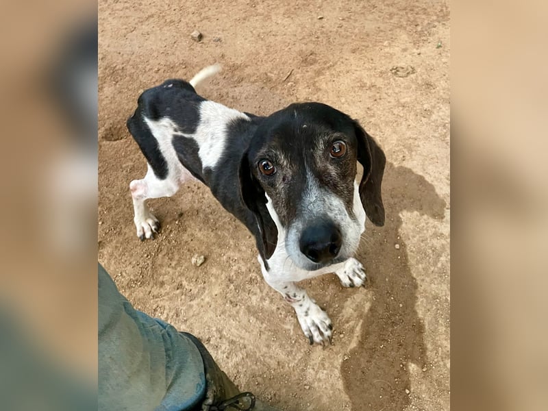 POLDO - Gnadenplatz gesucht für aussortierten Jagdhund-Opi