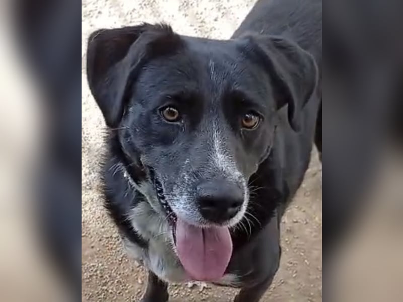 GINGER - supernette schwarze Schönheit!