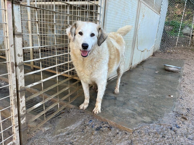 BRUNELLA - lieber Rohdiamant