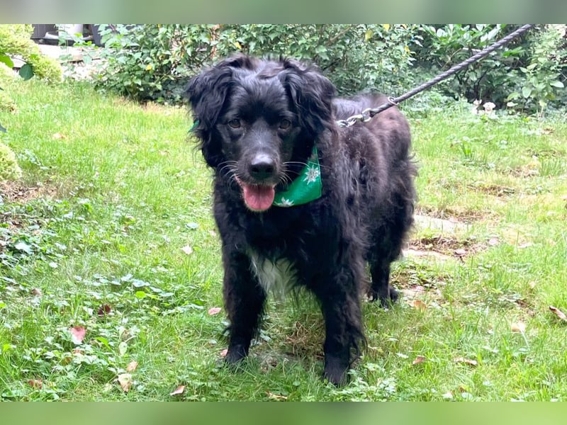 William - kuscheliger Couchgefährte - Tierhilfe Franken e.V.