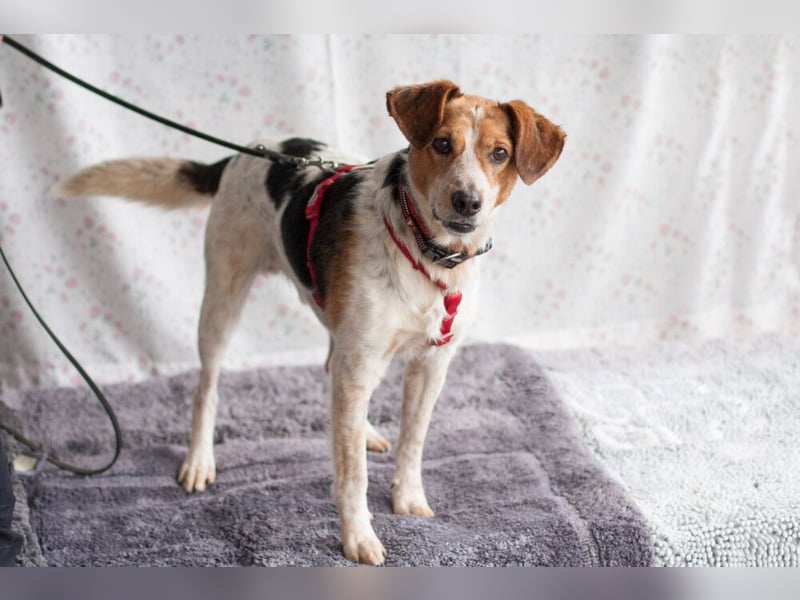 Mondo - schlauer, anhänglicher Freund fürs Leben - Tierhilfe Franken e.V.