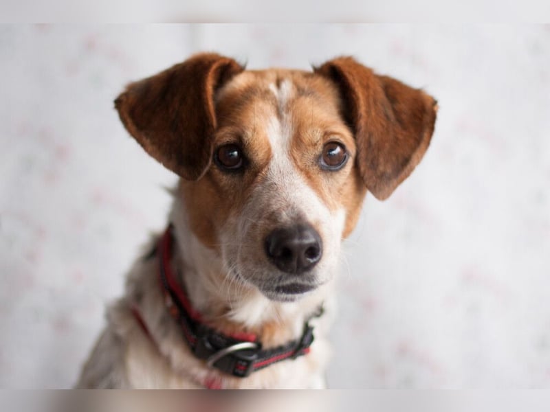 Mondo - schlauer, anhänglicher Freund fürs Leben - Tierhilfe Franken e.V.