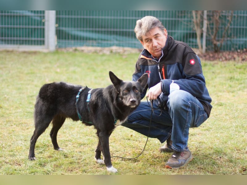 Mobby - schüchterner, verschmuster Hundebub - Tierhilfe Franken e.V.