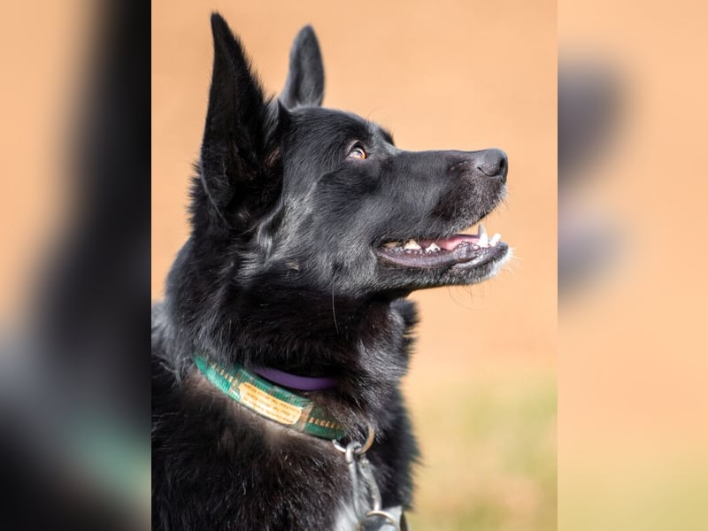 Mobby - verschmust und intelligent - Tierhilfe Franken e.V.