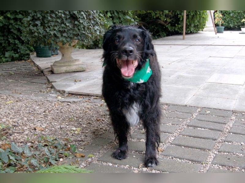 William - kuscheliger Couchgefährte - Tierhilfe Franken e.V.