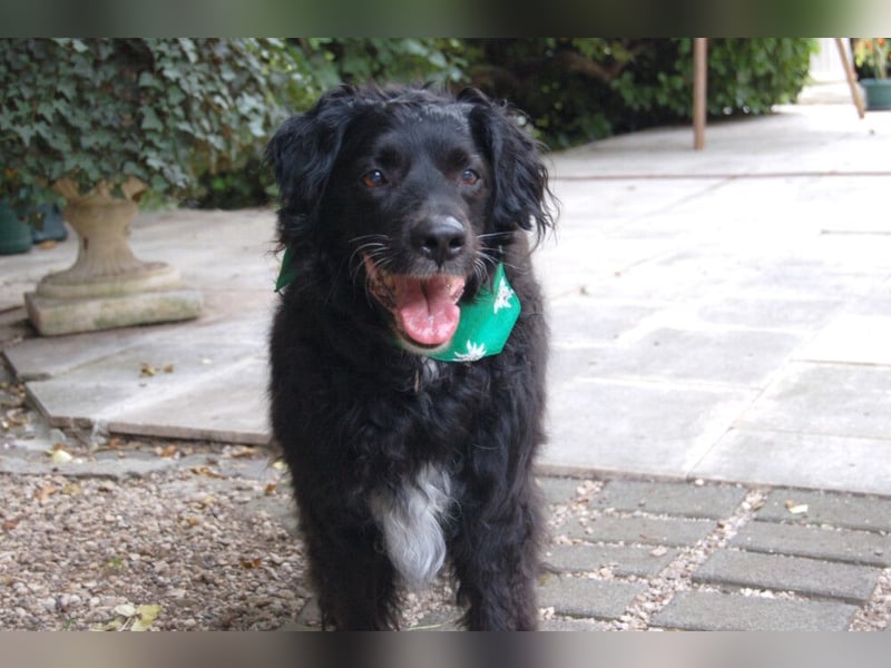 William - kuscheliger Couchgefährte - Tierhilfe Franken e.V.