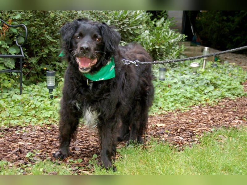 William - kuscheliger Couchgefährte - Tierhilfe Franken e.V.