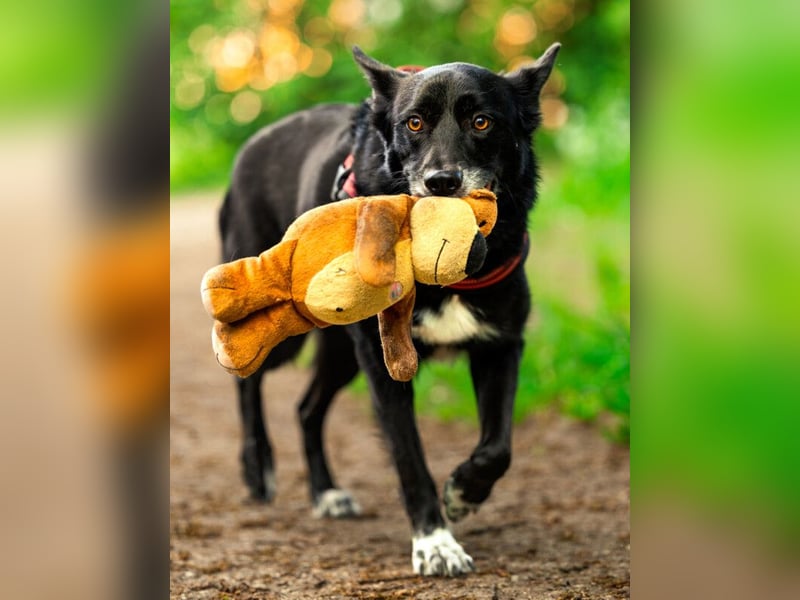 Mobby - schüchterner, verschmuster Hundebub - Tierhilfe Franken e.V.