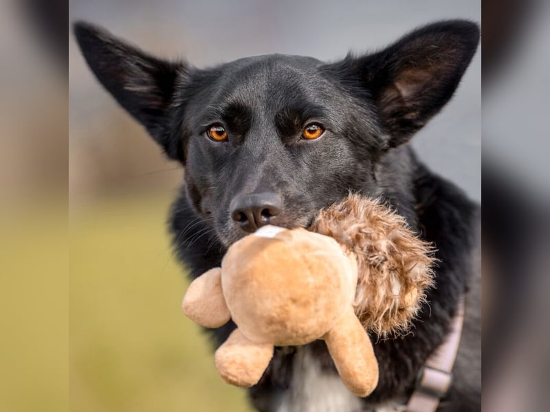 Mobby - verschmust und intelligent - Tierhilfe Franken e.V.