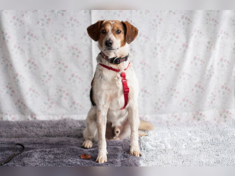 Mondo - schlauer, anhänglicher Freund fürs Leben - Tierhilfe Franken e.V.