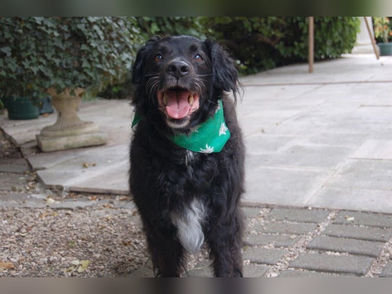 William - kuscheliger Couchgefährte - Tierhilfe Franken e.V.