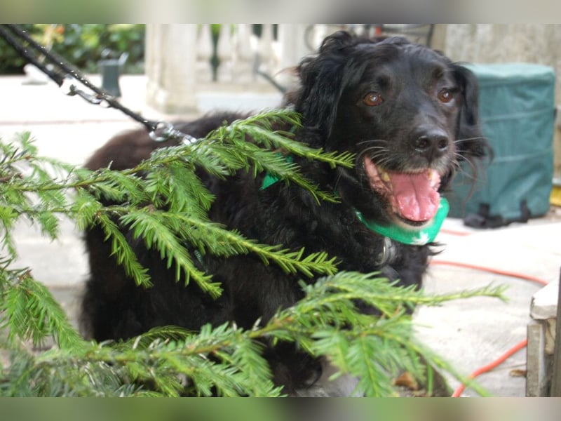 William - kuscheliger Couchgefährte - Tierhilfe Franken e.V.
