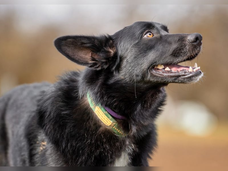 Mobby - verschmust und intelligent - Tierhilfe Franken e.V.