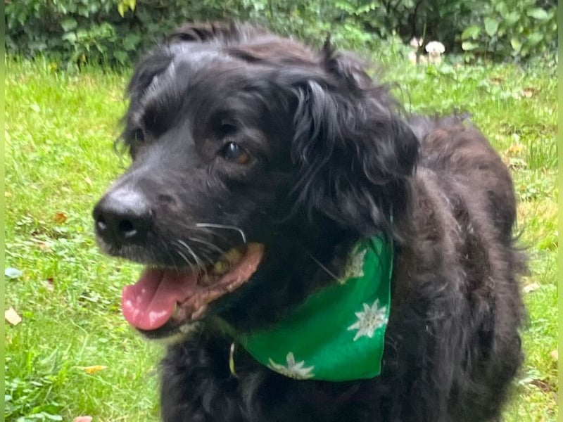 William - kuscheliger Couchgefährte - Tierhilfe Franken e.V.