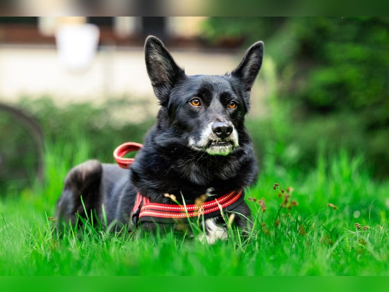Mobby - schüchterner, verschmuster Hundebub - Tierhilfe Franken e.V.