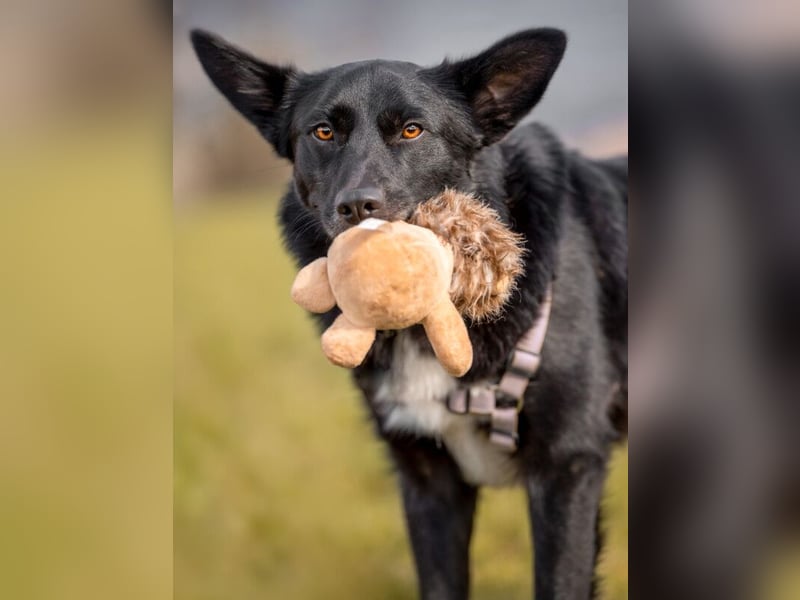 Mobby - verschmust und intelligent - Tierhilfe Franken e.V.