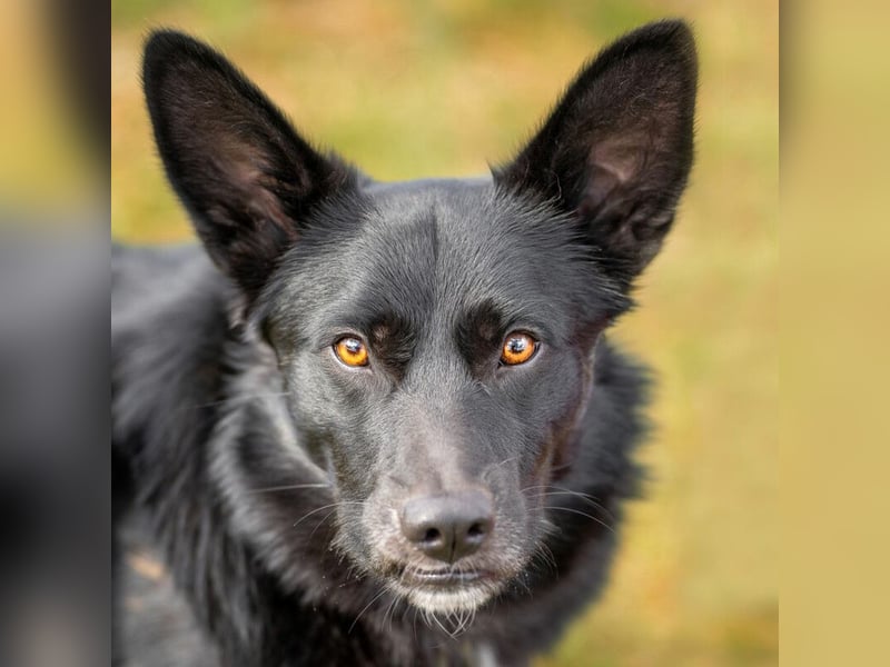 Mobby - verschmust und intelligent - Tierhilfe Franken e.V.