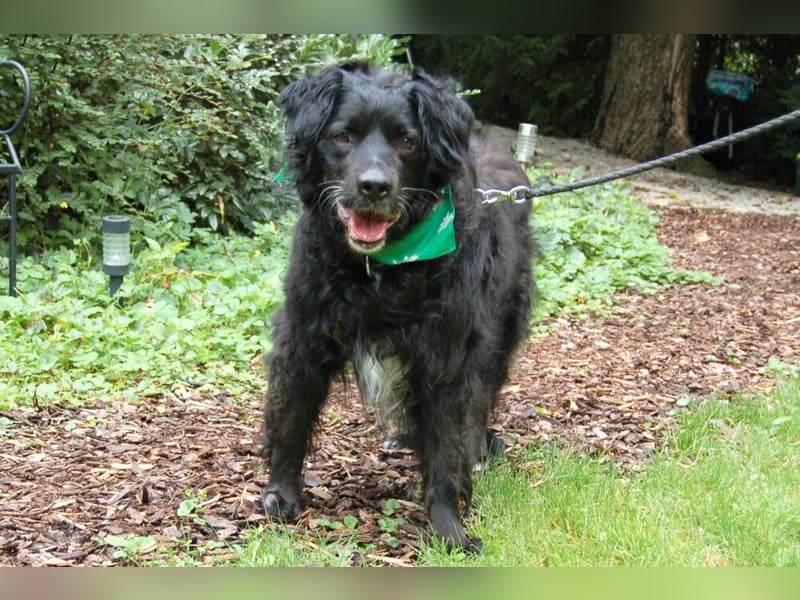 William - kuscheliger Couchgefährte - Tierhilfe Franken e.V.