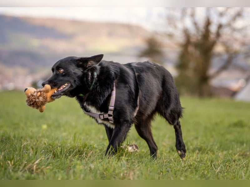 Mobby - verschmust und intelligent - Tierhilfe Franken e.V.