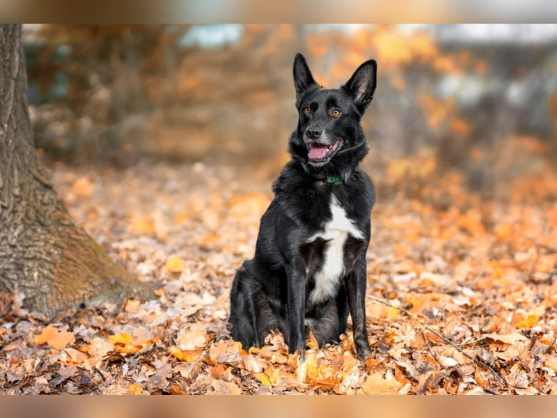 Mobby - verschmust und intelligent - Tierhilfe Franken e.V.