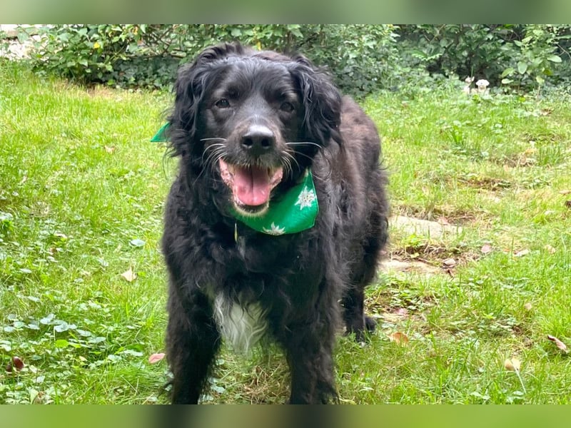 William - kuscheliger Couchgefährte - Tierhilfe Franken e.V.