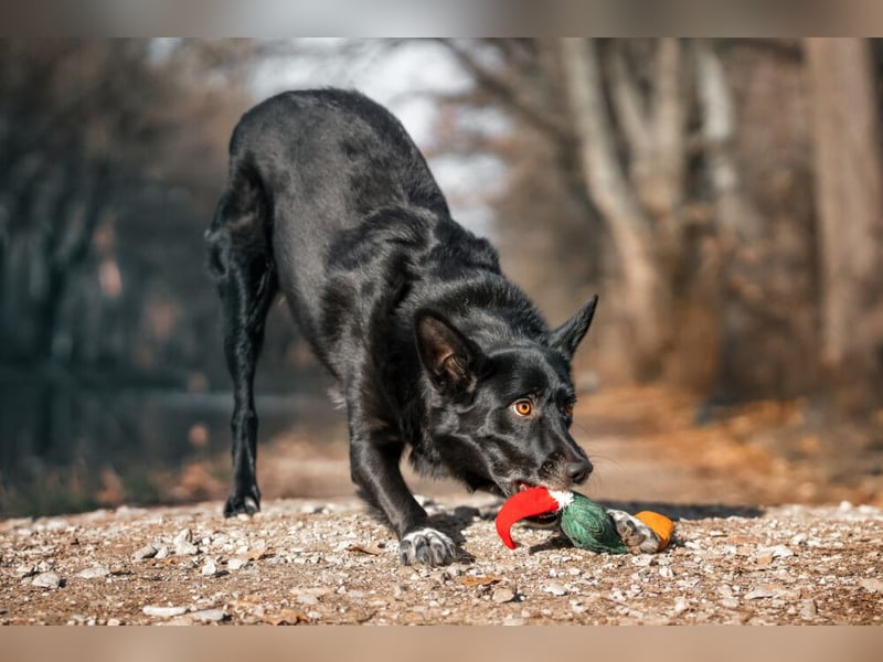 Mobby - verschmust und intelligent - Tierhilfe Franken e.V.