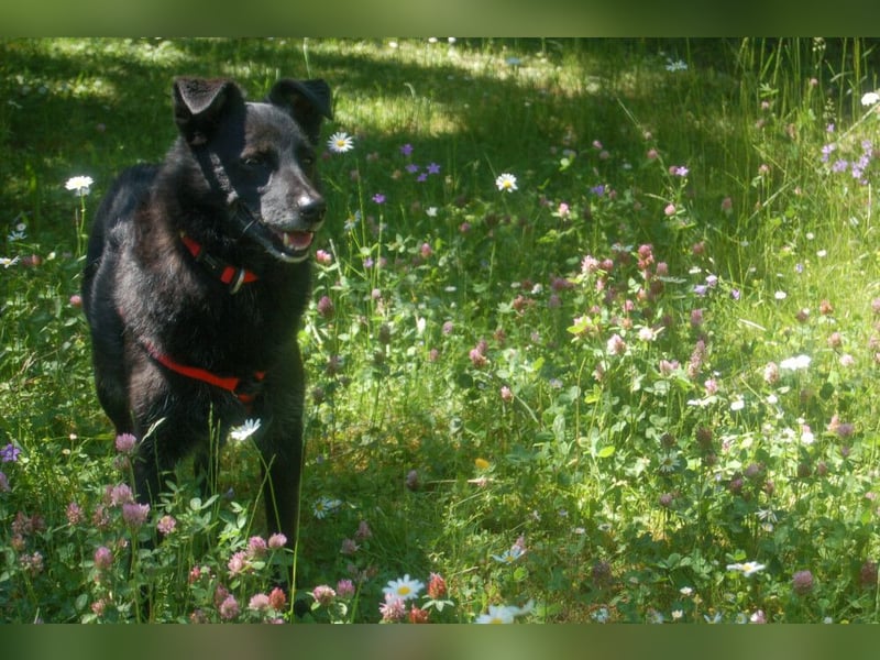 Sammy Deluxe - menschenbezogener, unkomplizierter Begleiter - Tierhilfe Franken e.V.