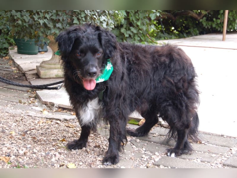 William - kuscheliger Couchgefährte - Tierhilfe Franken e.V.