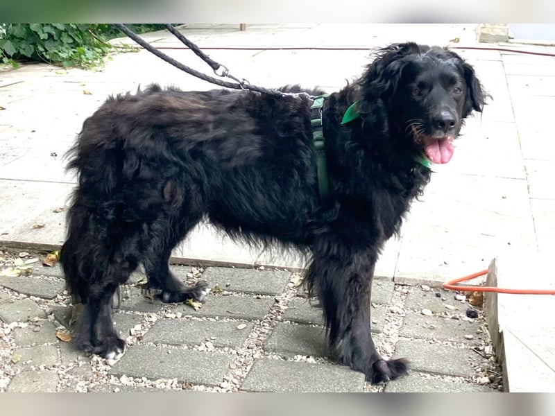 William - kuscheliger Couchgefährte - Tierhilfe Franken e.V.