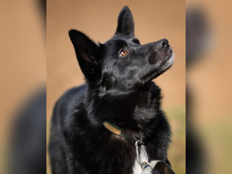 Mobby - verschmust und intelligent - Tierhilfe Franken e.V.