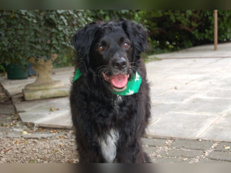 William - kuscheliger Couchgefährte - Tierhilfe Franken e.V.