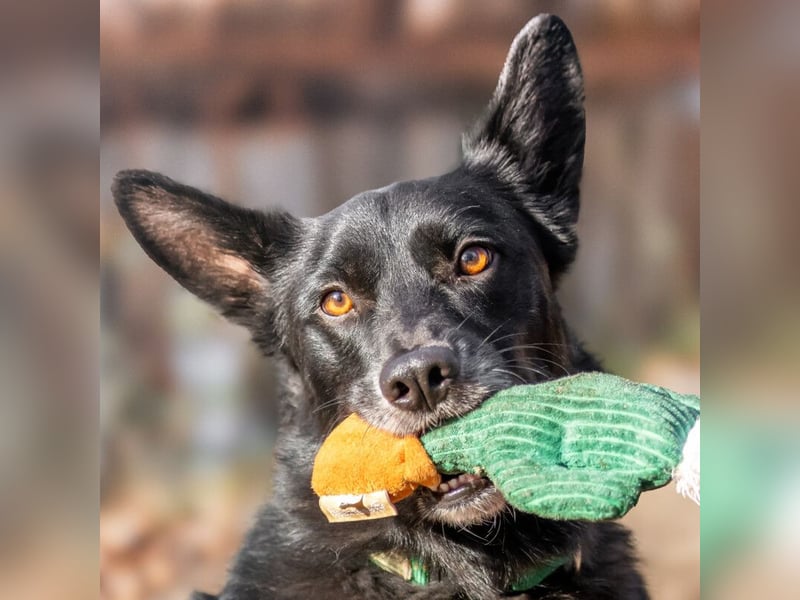 Mobby - verschmust und intelligent - Tierhilfe Franken e.V.