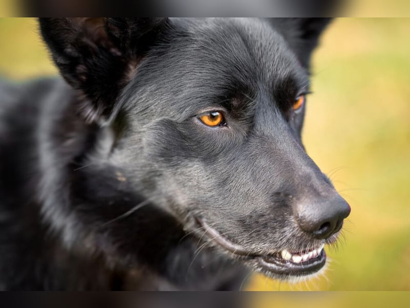 Mobby - verschmust und intelligent - Tierhilfe Franken e.V.