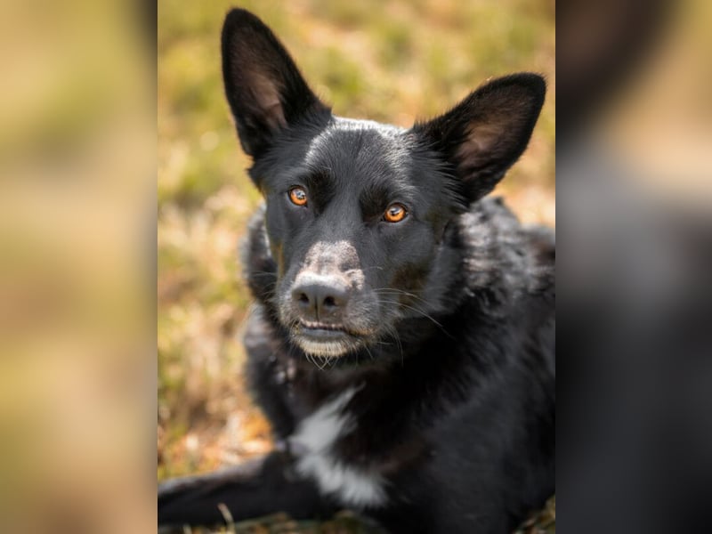 Mobby - verschmust und intelligent - Tierhilfe Franken e.V.