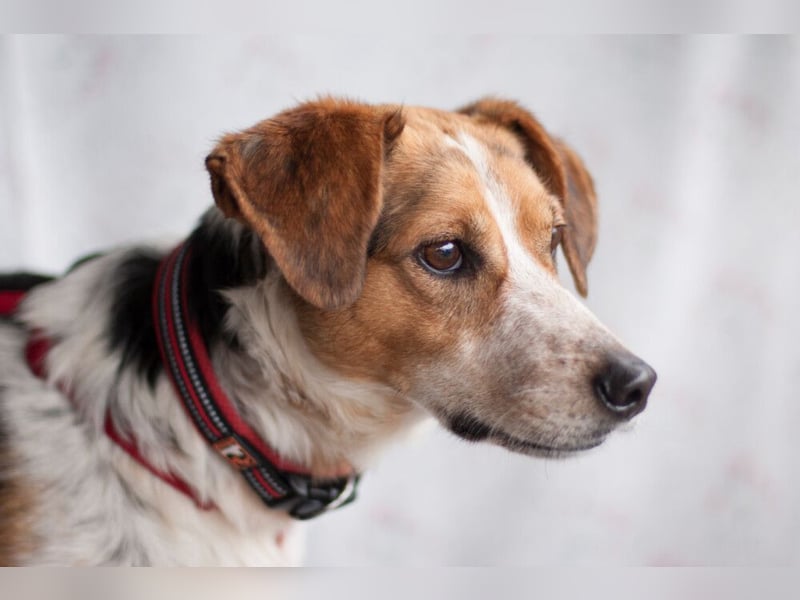 Mondo - schlauer, anhänglicher Freund fürs Leben - Tierhilfe Franken e.V.