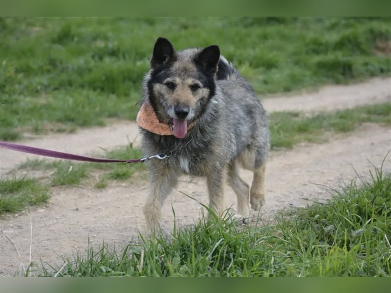NOTFALL !!! Liebenswerter Zausel „Jurko“, ca. 2017 geb., sehr lieb und absolut menschenbezogen!