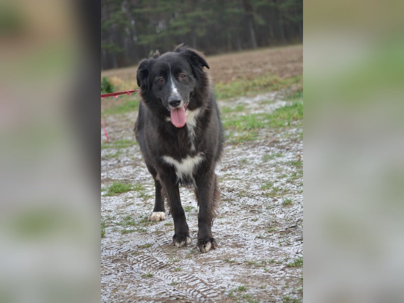 Liebe, gut verträgliche Mischlingshündin Bonni, gut verträglich